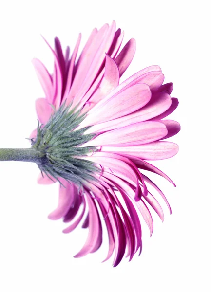 stock image Pink Gerbera Flower from the Back