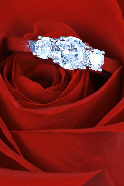 Обручальное кольцо в красной розе — стоковое фото