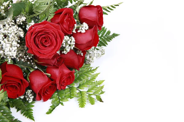 Red Roses on White — Stock Photo, Image