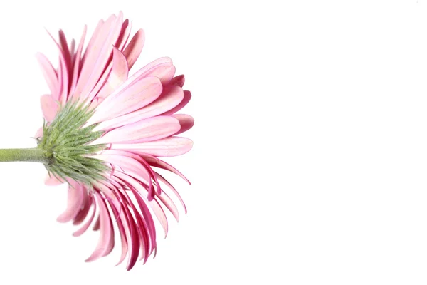 stock image Pink Gerbera Flower from the Back