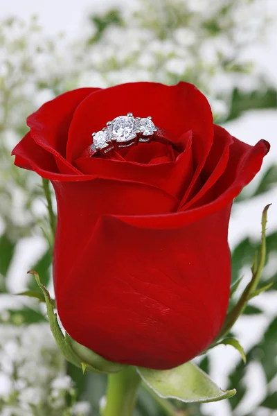 Rode roos in een vaas geïsoleerd op wit — Stockfoto