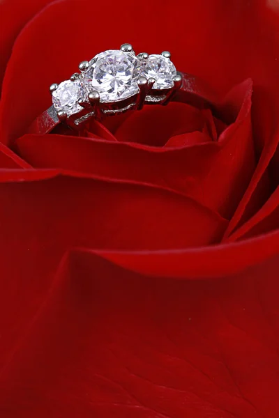 在玫瑰的结婚戒指 图库图片
