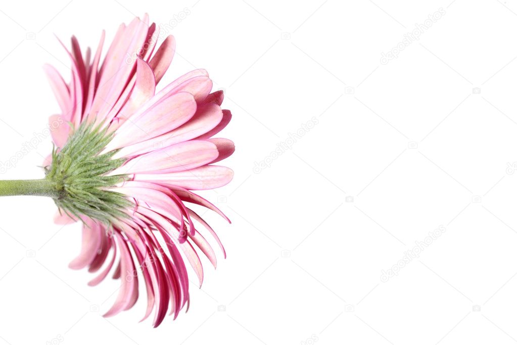 Pink Gerbera Flower from the Back