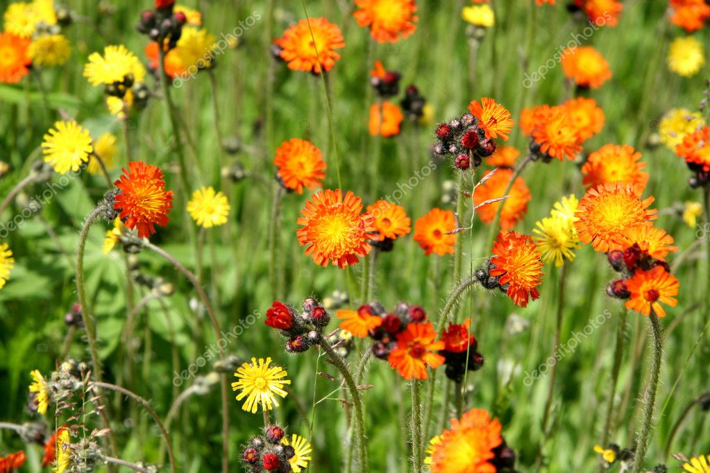 悪魔のブラシ オレンジ色の花 ストック写真 C Melking