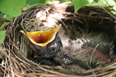 Baby Robin in birds nest with mouth open clipart