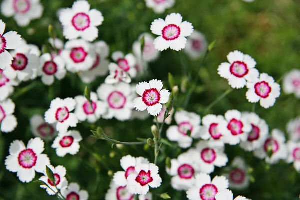 Крупный план маленьких розовых и белых цветов — стоковое фото