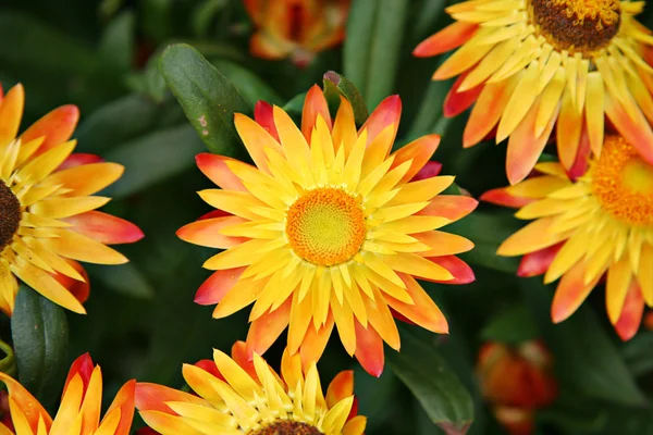 stock image Closeup of orange flowers