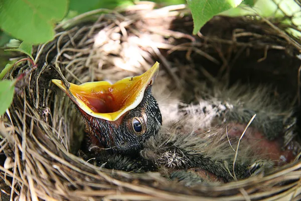 Robin bebê em pássaros ninho com a boca aberta — Fotografia de Stock
