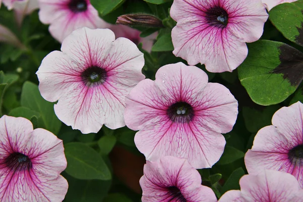 Close-up van kleine roze en witte bloemen — Stockfoto