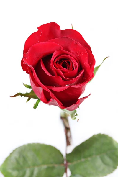 Vaso di rose rosse per San Valentino — Foto Stock