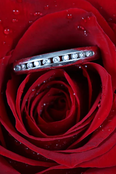 White gold diamond ring in roos — Stockfoto