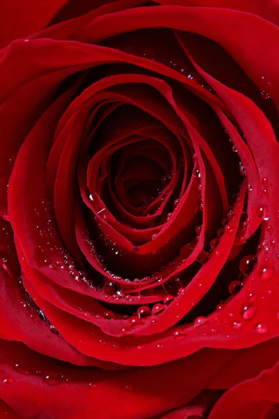 Vase of red roses for Valentines Day — Stock Photo, Image