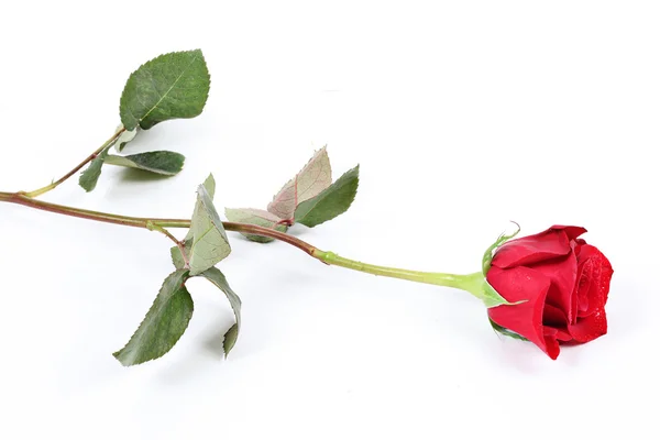 Rose rouge simple sur blanc — Photo