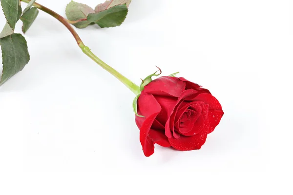 Rosa vermelha solteira com folhas — Fotografia de Stock