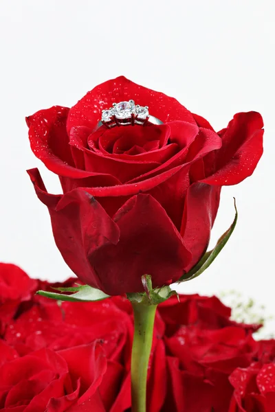 Red rose with ring on white — Stock Photo, Image