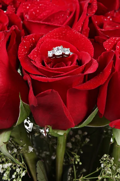 Röd ros med ring på vit — Stockfoto