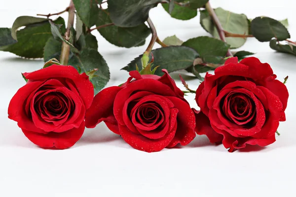 Três rosas vermelhas no branco — Fotografia de Stock