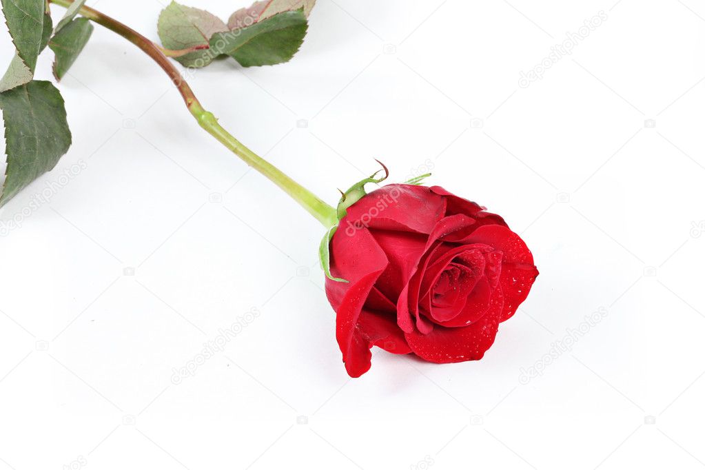 Single Red Rose with leaves
