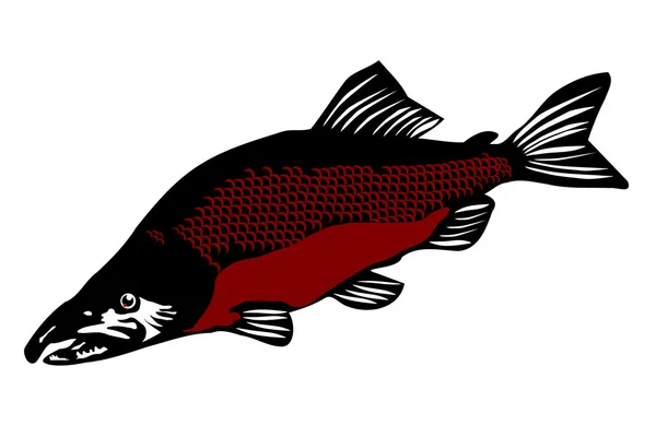 Горбатий лосося (Oncorhunchus gorbusha) — стоковий вектор