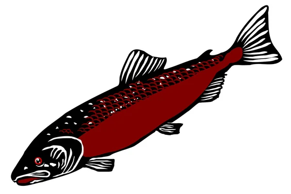 Atlantic salmon (Salmo salar dimock) — Stock Vector