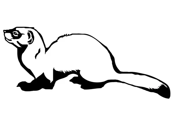 Furet à pieds noirs (Mustela nigripes) ) — Image vectorielle