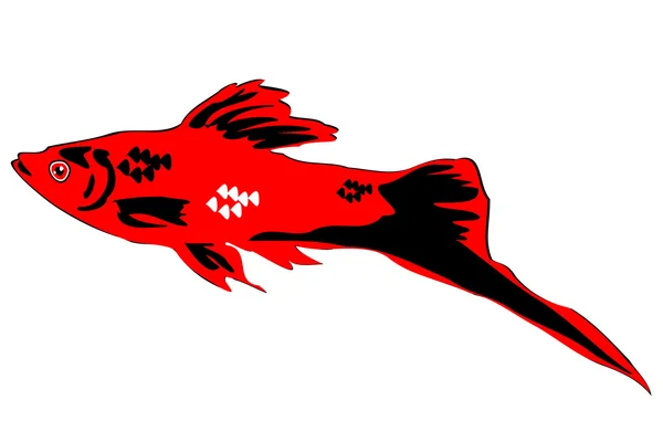 Değişken platyfish (Xiphophorus variatus — Stok Vektör