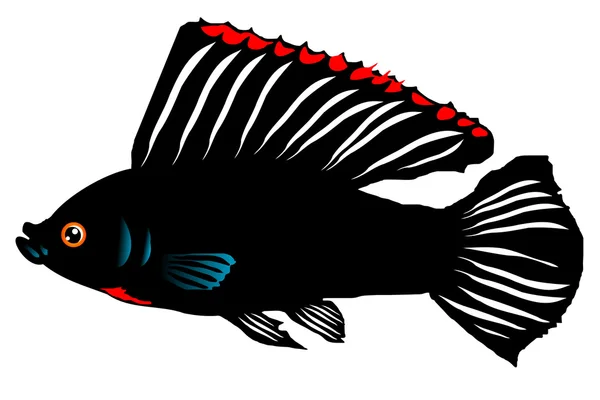 鱼亚马逊莫莉 (福尔摩沙孔雀鱼) — 图库矢量图片