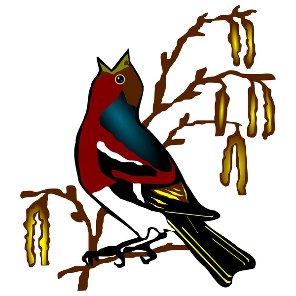 Pták Pěnkava obecná (Fringilla coelebs) — Stockový vektor
