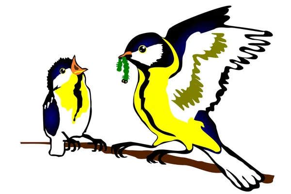 Fågel oxeye (byxor stora) med fågelunge — Stock vektor