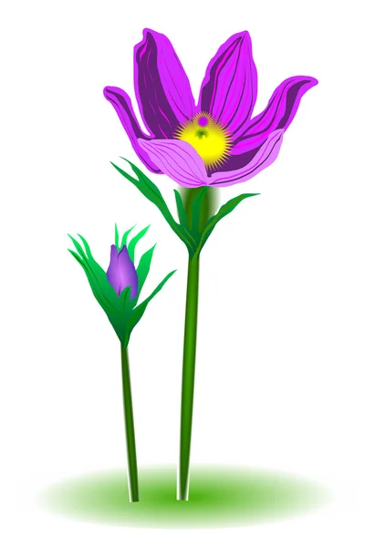 Květina Pulsatilla (Anemone gen.) — Stockový vektor