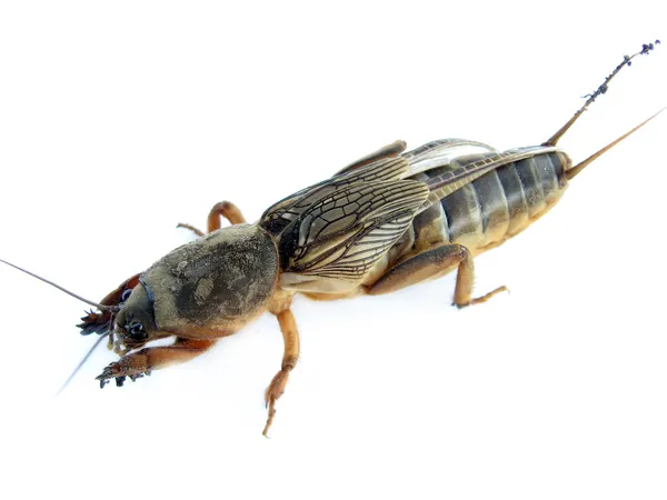 stock image Mole cricket (Grillotalpa)
