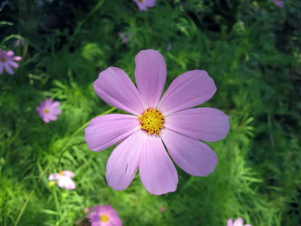 Blütenkosmos (yo-to-wi) im Garten — Stockfoto
