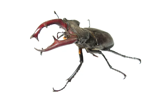Stag beetle saldırı geliyor — Stok fotoğraf