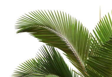 Leaves of palm tree clipart