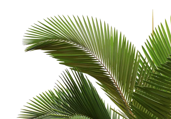 Blätter der Palme lizenzfreie Stockbilder