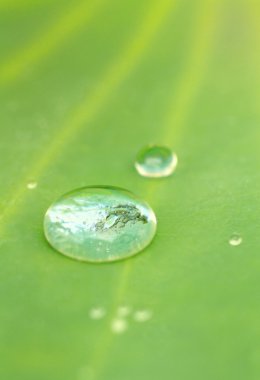 yaprak üzerinde Waterdrops