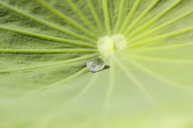 Waterdrop üzerindeki yeşil yaprak