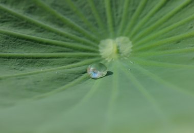 Waterdrop üzerindeki yeşil yaprak