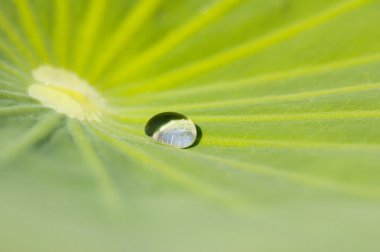 Waterdrop on a green leaf clipart
