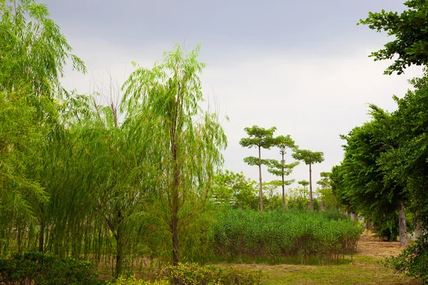 stock image Trees