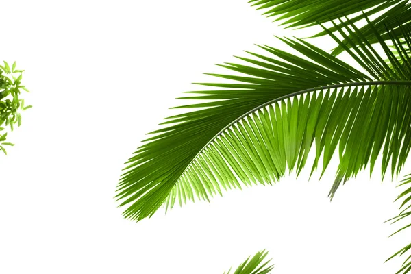 Bladeren van palmbomen — Stockfoto