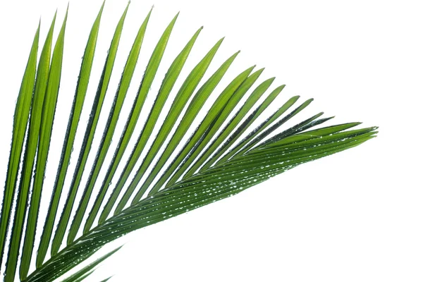 水滴与棕榈树的叶子 — 图库照片