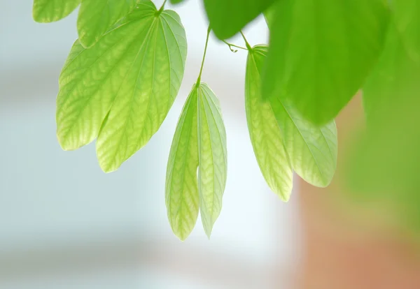녹색 잎을 클로즈업 — 스톡 사진