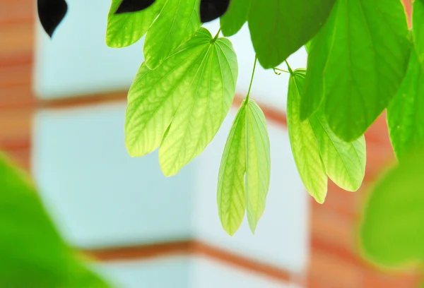 Grönt blad på nära håll — Stockfoto