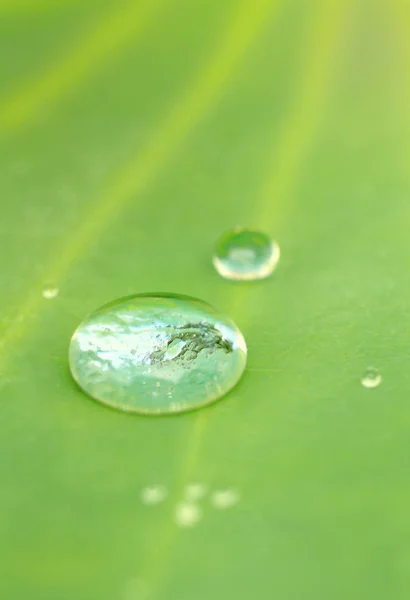 Waterdrops on the leaf — Stock Photo, Image