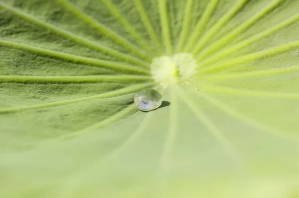 Waterdrop on a green leaf — Stock Photo, Image