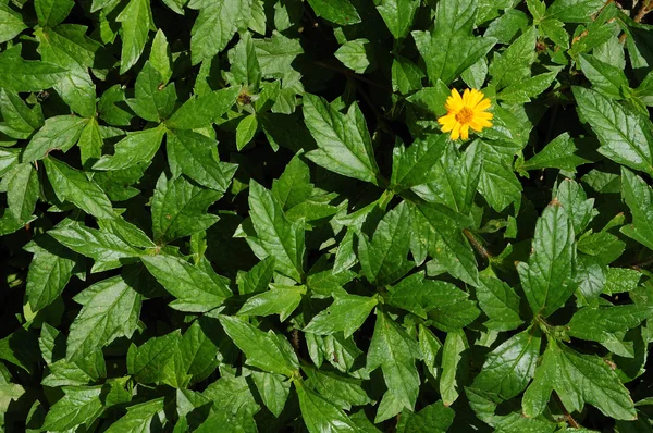 stock image Green leaves with one yellow flower