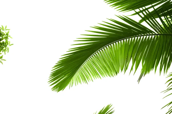 棕榈树的叶子 免版税图库照片