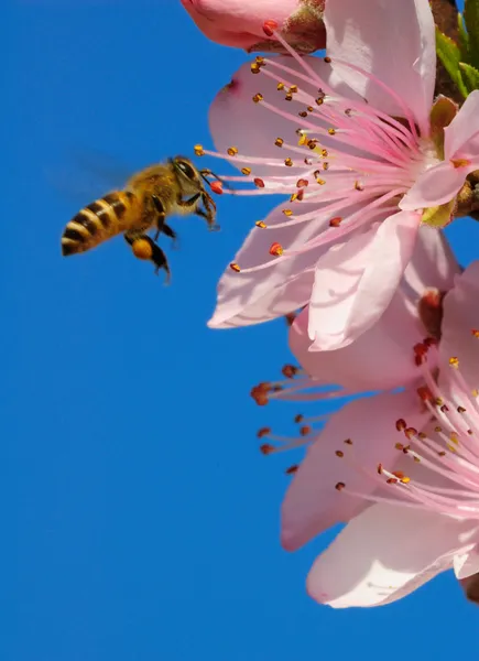 stock image Flying honeybee