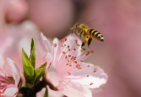 stock image Flying honeybee